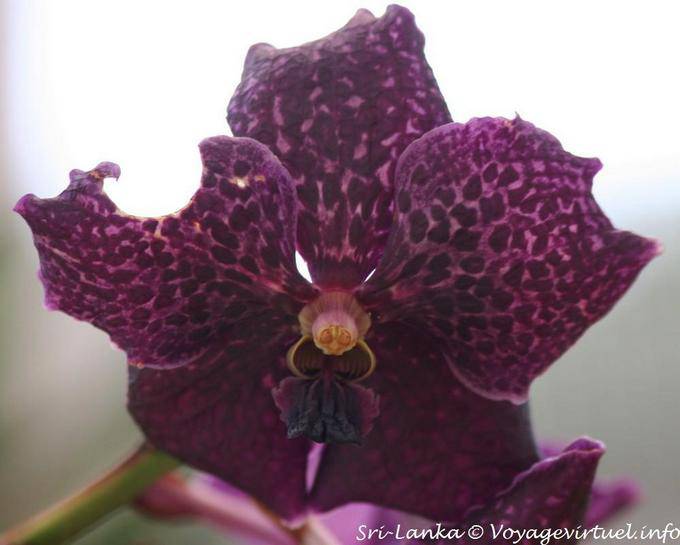 Traurigkeit Schmetterling orchidee an, Peradeniya botanischen Gärten gegessen - Sri Lanka