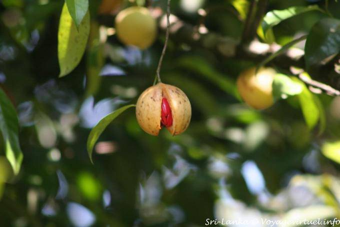 Bäume, die Früchte rot seed Peradeniya Botanischer Garten - Sri Lanka