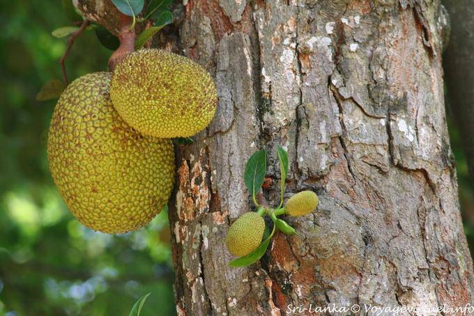 Jackfrüchte, Artocarpus heterophyllus, Botanischer Garten Peradeniya - Sri Lanka