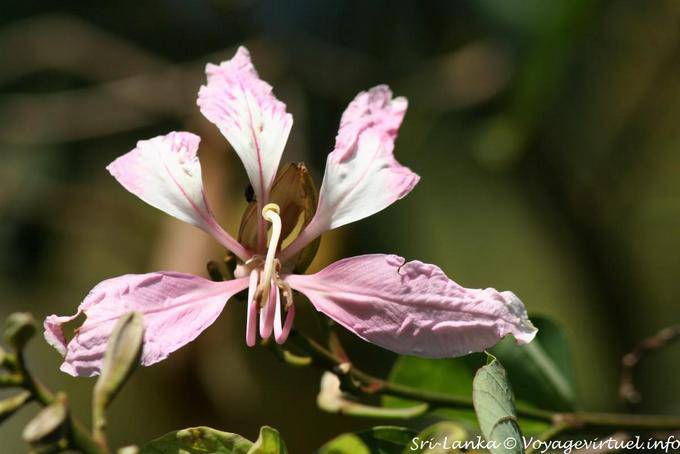 Krugii Bauhinia (Fabaceae), Botanischer Garten, Peradeniya - Sri Lanka