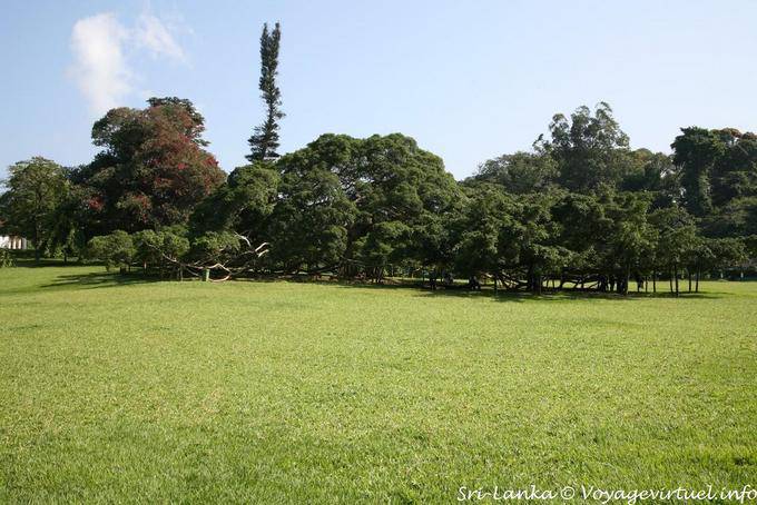 Teil des Arboretums, botanische Gärten Peradeniya Königs - Sri Lanka