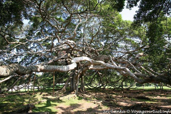 Gigantische Abb Java, Peradeniya Royal Botanic Gardens - Sri Lanka
