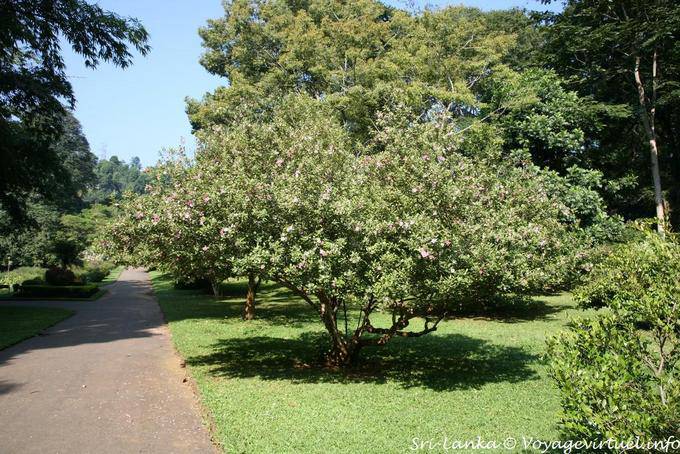Verschiedene Sorten von Bäumen, Royal Botanic Gardens, Peradeniya - Sri Lanka