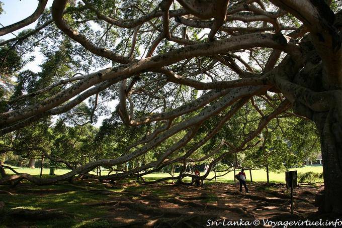 Java riesigen Feigenbaum 150 Jahren, Botanischer Garten Peradeniya - Sri Lanka