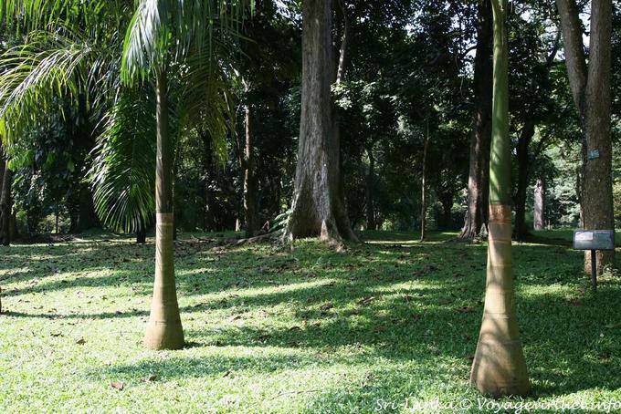 Junge Handflächen, um flaschenförmigen Rumpf, Botanischer Garten Peradeniya - Sri Lanka