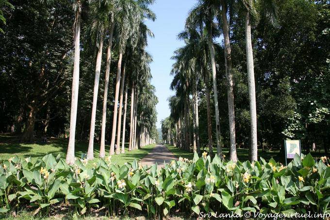 Sehen Sie sich die Cabbage Palm Avenue, Botanischer Garten von Peradeniya - Sri Lanka