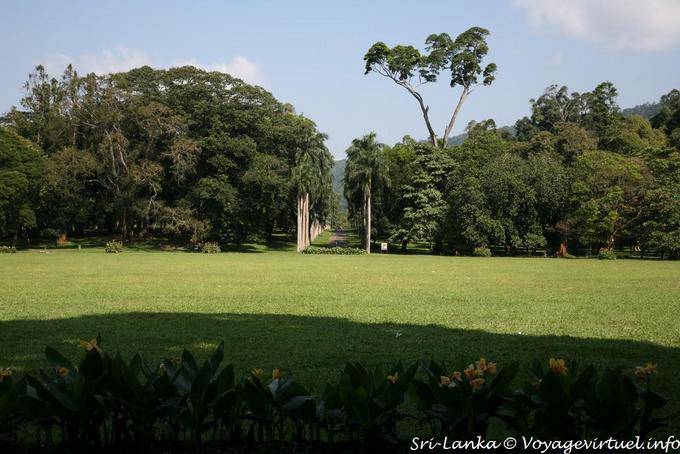 Baldachin von Bäumen und Allee von Palmen, Botanischer Garten von Peradeniya - Sri Lanka