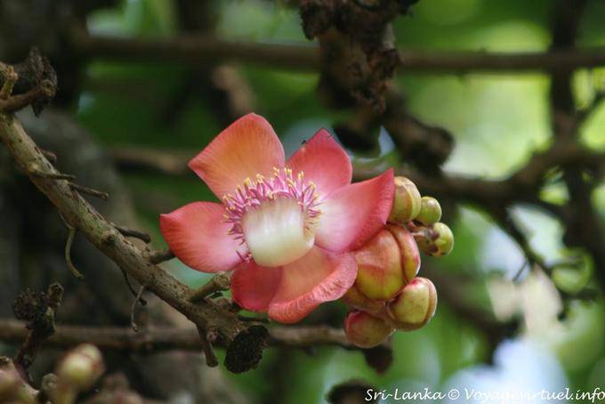 Blumen in einem Baum, Royal Botanic Garden, Peradeniya - Sri Lanka