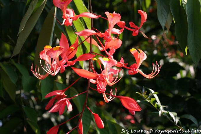 Amherstia nobilis Arboretum Peradeniya Royal Botanic Garden - Sri Lanka