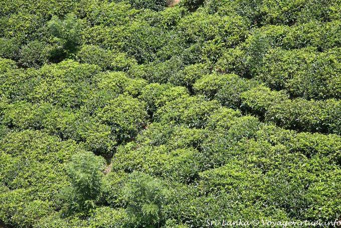 Der Tee Pflanze wächst in einem angeschwemmten Boden, Fels oder Vulkan sesshaft, Tee-Straße - Sri Lanka