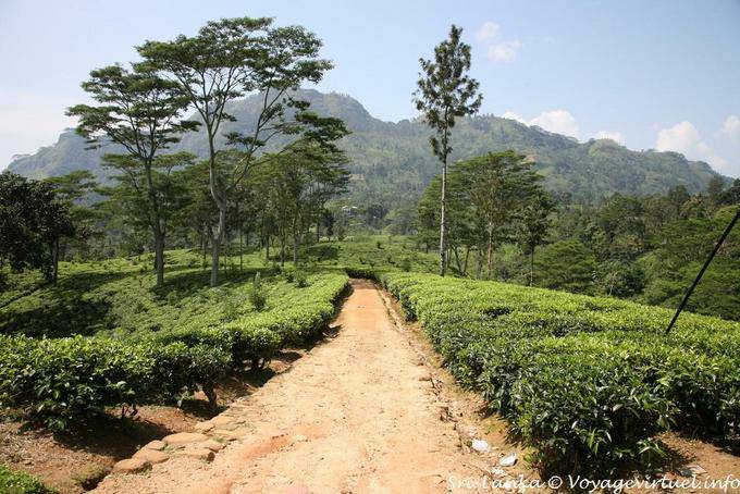 Gehen Sie in einer Plantage oder Tee Garten, in der Umgebung von Nuwara Eliya - Sri Lanka