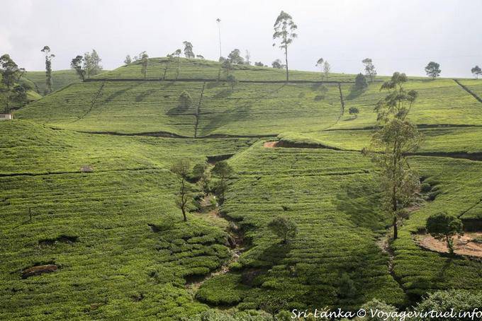Spezielle Geometrie der Pflanzung von Mann, Tea Road, Nuwara Eliya förmige - Sri Lanka