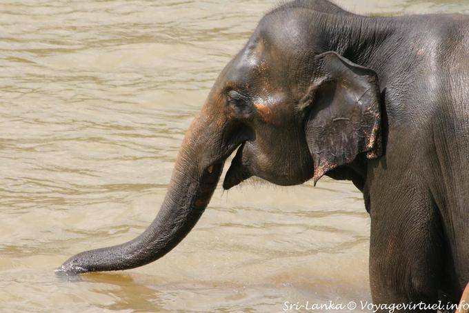 Kleine Ohren des asiatischen Elefanten, Pinnawela - Sri Lanka