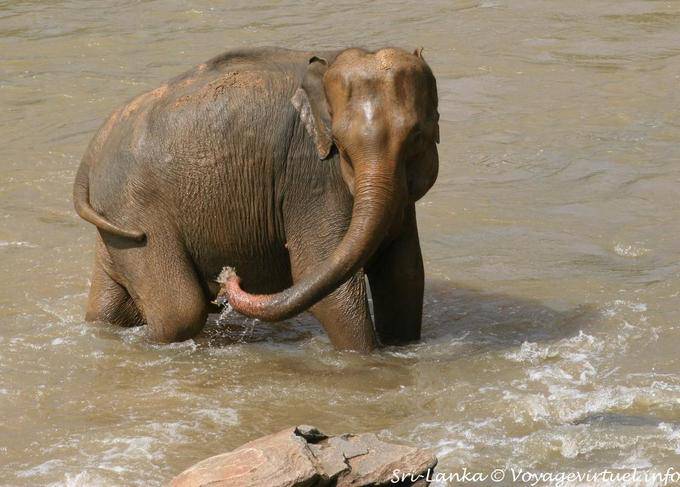 Reinigungs Saug-, Pinnawela Elephant - Sri Lanka