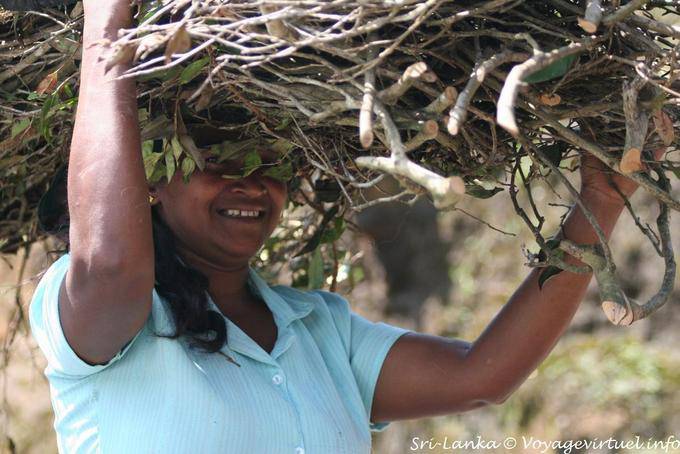 Srilankischen Teepflanzen Lager die Größe des Kopfes - Sri Lanka