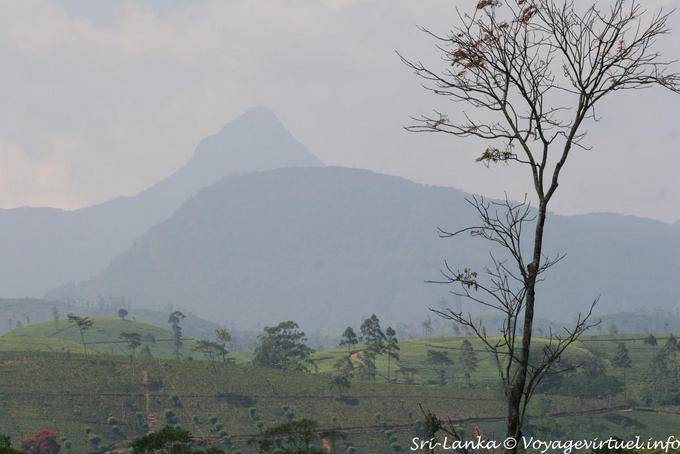 Berge im Nebel (Spitzen Adams), Central Province - Sri Lanka