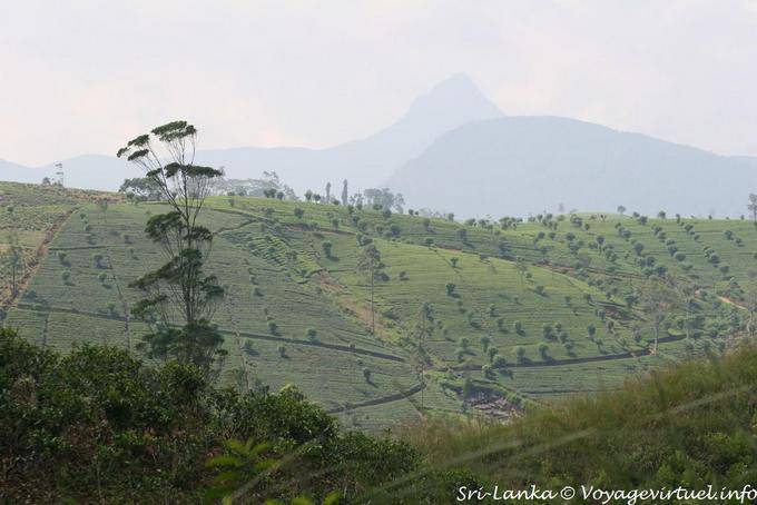 Hill von Teeplantagen ausgelegt - Sri Lanka