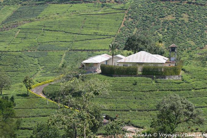 Tea Factory, Central Province - Sri Lanka