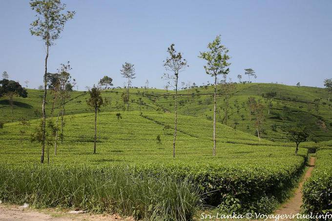 Teeplantage Landschaft um Hatton - Sri Lanka