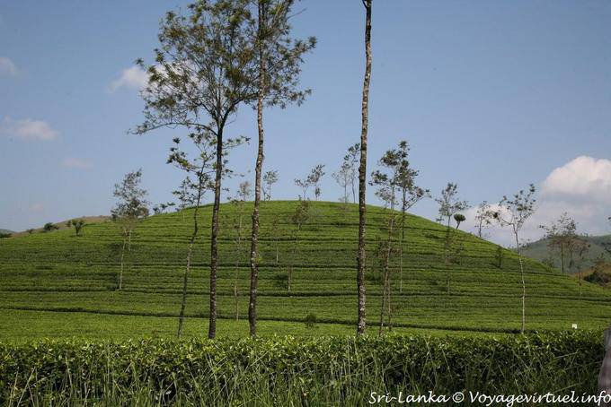 Teepflanzen Hügel zwischen Hatton und Kotagala - Sri Lanka