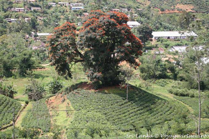 Schöne extravagante auf einem Hügel, Kalugala - Sri Lanka
