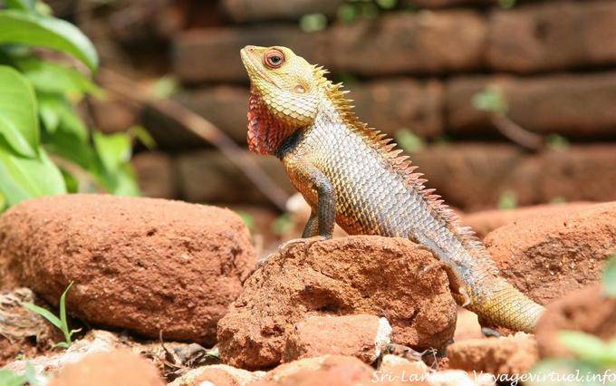 Lizard aus der Familie der Agamen, Sigiriya Berg des Gedenkens - Sri Lanka