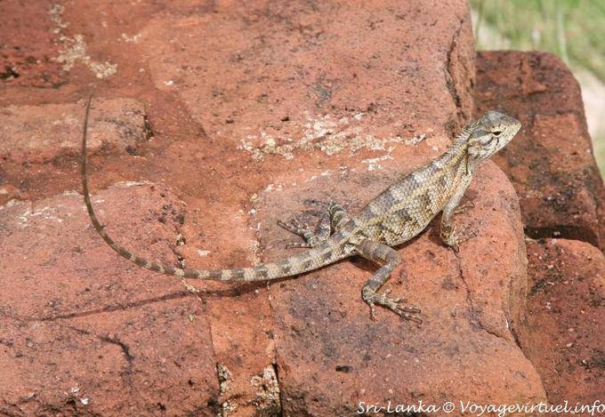 Art von Agama auf einem Panzer auf dem Berg Sigiriya - Sri Lanka
