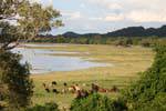 Herd Seeufer, Kandalama, Sri Lanka.