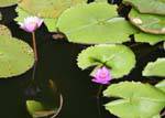 Lotus im Teich vor den Höhlen in den Goldenen Tempel in Dambulla, Sri Lanka.