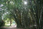 Bamboo Botanic Park, Peradeniya, Sri Lanka.