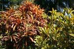 Ziersträuchern farbigen Laub, Peradeniya botanischen Garten, Sri Lanka.