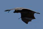 Riesen-Fledermaus im Flug, Royal Botanical Garden, Peradeniya, Sri Lanka.
