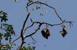 Bat fructivores suspendiert, botanischen Park, Peradeniya, Sri Lanka.