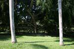 Blick zwischen zwei Royal Palm Baumstämme, Botanischer Garten Peradeniya, Sri Lanka.