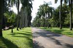 Auffahrt Königspalmen, Royal Botanical Garden, Peradeniya, Sri Lanka.