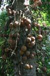 Buddha Obst, Cannon Ball Baum, Botanischer Garten, Peradeniya, Sri Lanka.