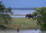 Elefant im Kaudulla Nationalpark, Medirigiriya Straßen, Sri Lanka.