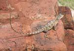 Art von Agama auf einem Panzer auf dem Berg Sigiriya, Sri Lanka.