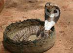 Cobra ließ seinen Wagen, Sigiriya, Sri Lanka.