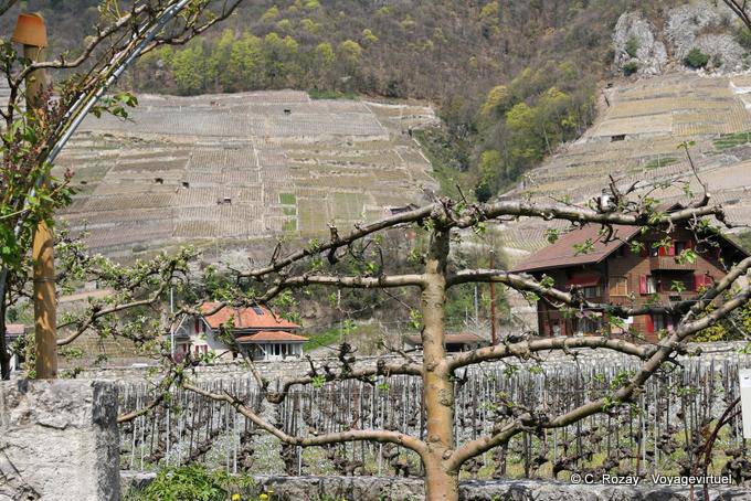 Sehen Sie sich eine Weinstock, Wein und Kultur, Aigle - Die Schweiz
