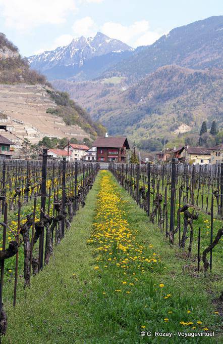 Chablais Weinbergen, Aigle - Die Schweiz