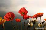 Poppies, Montreux, Die Schweiz.