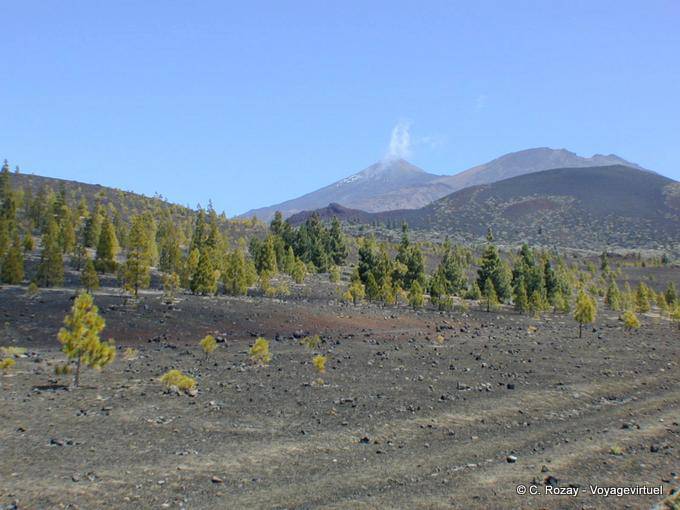 Fumarolen und Wald an den Hängen des Berges Teide, Teneriffa