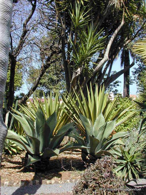 Botanical Garden, Teneriffa