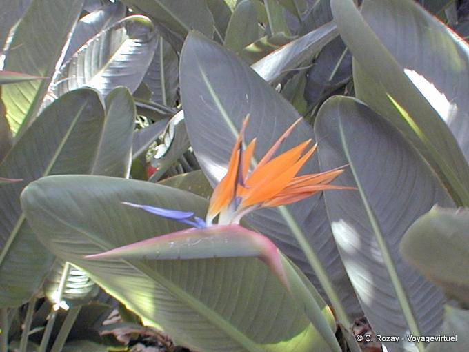 Blume in einem tropischen Garten, Teneriffa