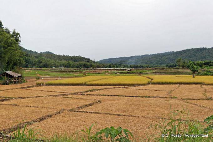 Felder im Tal, Chiang Mai - Thailand