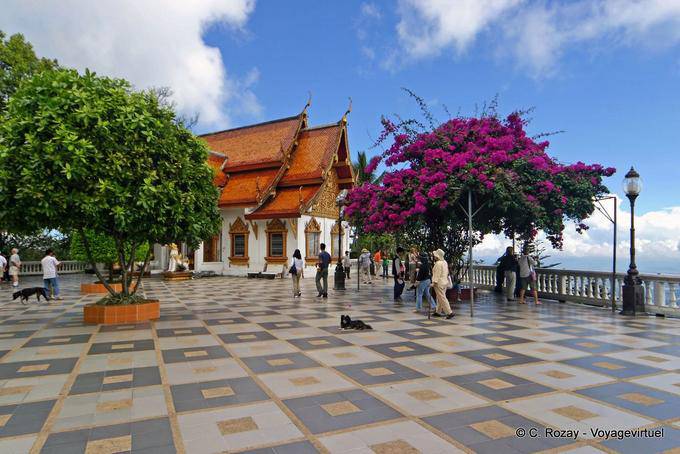 Der Hund auf der Terrasse, Wat Doi Suthep, Chiang Mai - Thailand