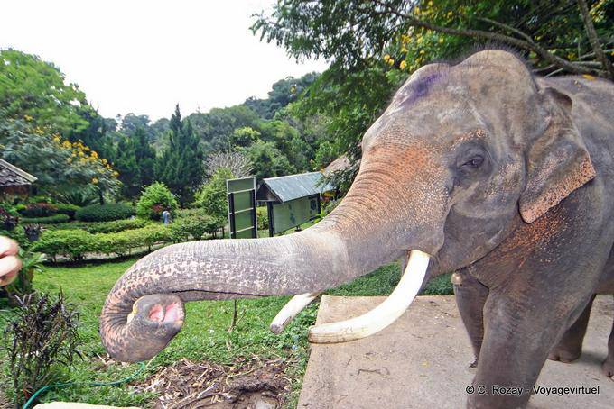Ein Elefant, Wat Doi Suthep, Chiang Mai - Thailand
