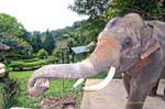 Ein Elefant, Wat Doi Suthep, Chiang Mai, Thailand.