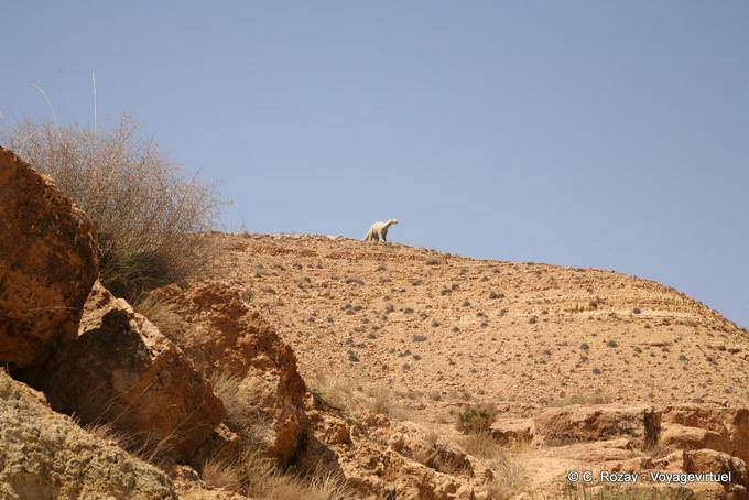 Diplodocus auf dem Djebel Bir Miteur - Tunesien